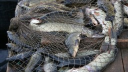 12 фактов нарушения правил рыболовства выявлено на озере Копа за несколько часов рейда