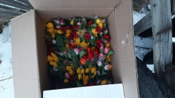 300 тюльпанов украли у владелицы цветочного магазина в Кокшетау