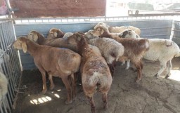 Украденных овец пустили на мясо в Акмолинской области Украденных овец пустили на мясо в Акмолинской области