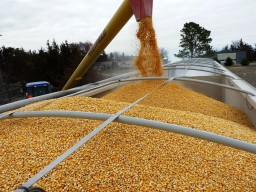 Почти 700 кг зерна пшеницы похитили с поля в Акмолинской области