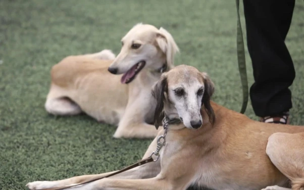 Новый праздник появится в Казахстане &mdash; День казахского тазы и тобета