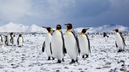 Гуано на льду Антарктиды: как были найдены новые колонии императорских пингвинов