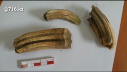Возле Кокшетау обнаружили кости лошадей.
