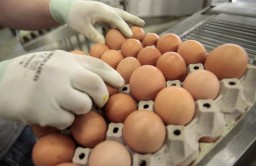 Свыше 100 тыс. яиц похитили со склада товарищества в Акмолинской области