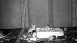 Грызун-чистюля. Британский пенсионер снял на видео, как мышь наводит порядок в его сарае