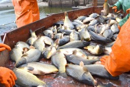 Рыбное хозяйство: будет создано 50 тыс. новых рабочих мест