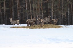 ​Что важно знать посетителям ГНПП &laquo;Бурабай&raquo; о гоне оленей?
