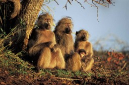 В ЮАР обезьяны закидали туристов камнями и переломали им ноги