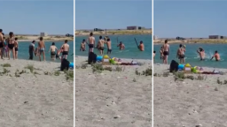 ​Отдыхающие на пляже закидали детеныша тюленя камнями в Актау