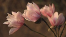 Человеческая деятельность ставит многие виды деревьев на грань вымирания