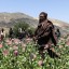 Эффективнее американцев: как "Талибан" уничтожает маковые поля в Афганистане