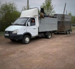 В Акмолинской области задержаны преступники, укравшие 40 лошадей