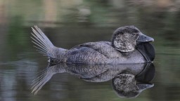 Птица в Австралии научилась сквернословить по-человечески