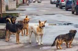 Основная задача – чтобы собаки не бегали по городу и не кусали кокшетауцев – Бауржан Ғайса