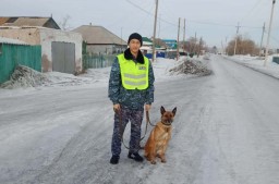 Бельгийская овчарка помогла полицейским раскрыть кражу денег в Акмолинской области