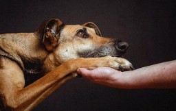 «Об ответственном обращении с животными»: Закон есть, а механизма его реализации - нет