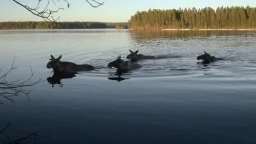 Шведские лоси мигрируют. Почему за этим в прямом эфире следят миллионы жителей страны
