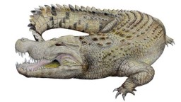 Древний монстр: найденный в Австралии череп принадлежал неизвестному виду рептилий
