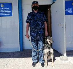 С начала года в Акмолинской области с помощью служебных собак было раскрыто 344 преступления