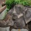 В зоопарке Манилы умерла 40-летняя слониха Мали. Ее называли самым печальным слоном в мире