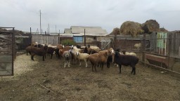 Более 40 пропавших овец вернули сельчанину в Акмолинской области