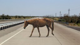 В Акмолинской области лошадь попала под колеса авто