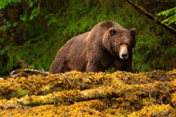 В США охотник столкнулся с четырьмя медведями гризли и чуть не лишился рук
