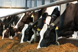 ​Как получить субсидии в отрасли животноводства в Акмолинской области?