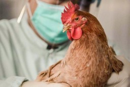 Птичий грипп выявлен в Целиноградском районе