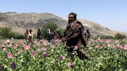 Эффективнее американцев: как "Талибан" уничтожает маковые поля в Афганистане