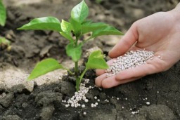 Производство фосфорных удобрений выросло на 7,2% в Казахстане