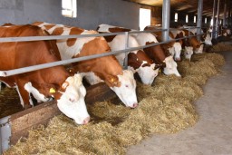 Сельское хозяйство  Акмолинской области: развитие за годы Независимости