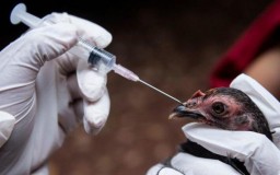 ​В Акмолинской области вакцинировано более 173 тысяч голов домашней птицы