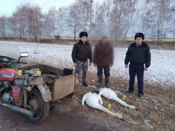 В Акмолинской области задержан охотник, застреливший пару краснокнижных лебедей