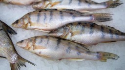 В Казахстане хотят ввести запрет на вывоз отдельных видов рыбы