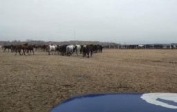 Более 800 сельскохозяйственных животных водворили в спецзагоны в Акмолинской области