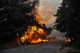 В Турции на курорте вспыхнул лесной пожар