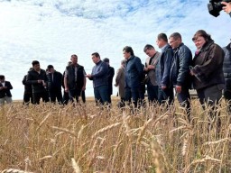 Из-за неблагоприятных погодных условий в Акмолинской области убрано 17% от общей площади посевов