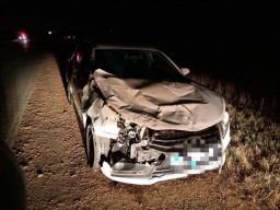 ​ДТП с участием животного произошло в Акмолинской области