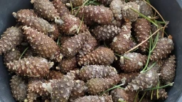 ​От шишки до соснового бора: как в Бурабае рождается новый лес