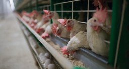 Акмолинская область на 30 % покроет импорт мяса птицы по республике
