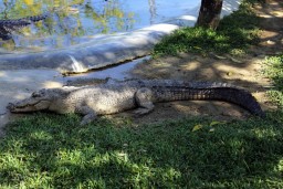 Соседи лопатой отбили женщину с собакой у аллигатора