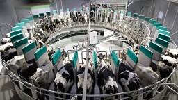 ​Акмолинская область впервые в Казахстане будет реализовывать проект развития молочного скотоводства