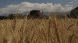 Урожайность в Казахстане значительно отстает от показателей стран-партнеров ЕАЭС