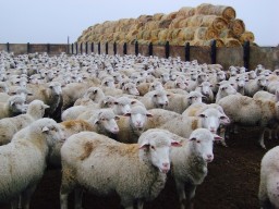 Не по-родственному: акмолинец похитил скот у родной тети и продал его Не по-родственному: акмолинец похитил скот у родной тети и продал его