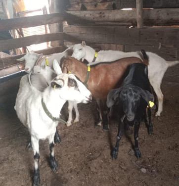 ​Палата предпринимателей защитила грант от возврата по иску госоргана в Акмолинской области