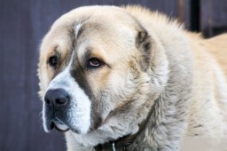 В Акмолинской области у мужчины украли собаку стоимостью 450 тыс. тенге