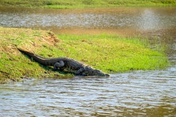 Крокодил оторвал подростку голову и руки в Индонезии
