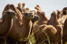 Поголовье верблюдов выросло на 4% за год в Казахстане