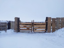 700 бесхозно пасущихся животных водворены в спецзагоны Акмолинской области